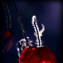 더리시안 이미지