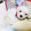 [말티즈 구름이] P&amp;P동물병원 미용후기