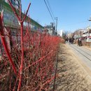우리사철탕삼계탕 | [백종원골목식당공릉동편]경춘선숲길 골목식당 걸으며45년전통 권할머니진미사철탕 진한삼계탕 먹은후기