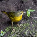 Golden Bush Robin 이미지