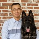 도그피아 애견 훈련 학교 이미지