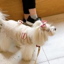 동물병원알루 이미지