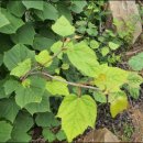 경화농장 이미지