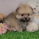 가호메디칼 | 영등포포메라니안분양 받아왔어요