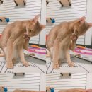 위대한캣츠빌 이미지