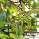 스타 아니스 이미지