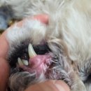 유어펫 | 유어벳 펫 덴탈 스프레이 내돈내산 한 달 사용 솔직 후기