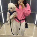 우린설기