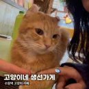고양이네 생선가게 이미지