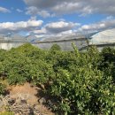 안성리-11 이미지