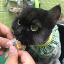 짱구와 동팔이 이미지