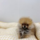 위드펫샵서