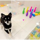 일산애견호텔 애견유치원 맘바이 일산점 이미지