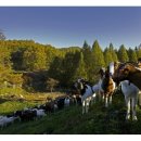 김천염소유통 이미지