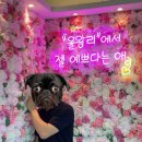 금모래횟집 | 오빠랑 영종도 을왕리 바다횟집, 가성비 좋고 두툼했던 노포 내돈내산 막회 솔직 후기