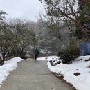 버들목장 | [평창] 반려견과 함께 다녀오기 좋은 대관령 하늘목장 후기 겨울 가볼만한곳
