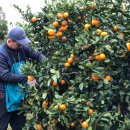 이루농장 | 맛도 포장도 안심 제주귤택배 약선팜 유기농 감귤농장