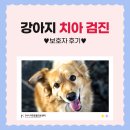 기장동물병원 | 부산 기장 치과 동물병원 / 강아지 치아검진 후기 [24시 더휴동물의료센터]