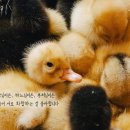 화목 이미지