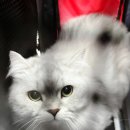 고양이미용실 나른하냥 이미지