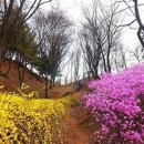 봄이오네 이미지