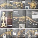 한울림어린이집 | 한울림어린이-뼈로푸는 과학 동물뼈