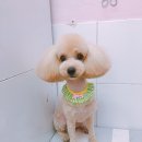 살롱드 꽃개 이미지