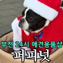 대주사료 애견샵 | 유명 간식 다 있는 부천 24시 애견용품샵 퍼피넛｜싱포밀·어페일블루닷·동결간식 한곳에