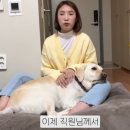 "강아지 크다""알러지 우려"…유명 식당서 안내견 출입 거부 이미지