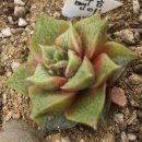 니크 카카오 검색결과