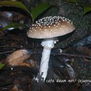 Amanita sychnopyramis 구슬광대버섯 이미지