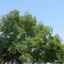 무수목장 이미지