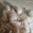 휴 애견미용 | 미용 싫어하는 시바견도 애견미용 가능했던 곳! 김해 진영 개털도사 후기