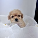 향남펫살롱 이미지