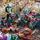 김영기 농장 이미지