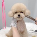 미용사(중급) 이미지