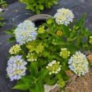 안단테펜션 이미지