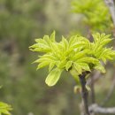 아침이슬 이미지