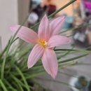프레리