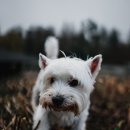 숲속의강아지 이미지