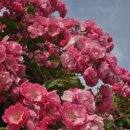 파주365치과의원 이미지