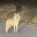 단계가축인공수정소 | 늑구 대전 늑대 포획 실패 상황