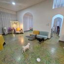 애견천국 이미지