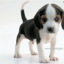 나는강아지 이미지