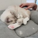 스카이캣명동2호점 | 명동 고양이 카페 스카이캣카페