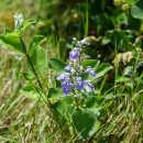 순비기나무 Vitex rotundifolia L. f. 이미지