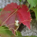 019-문산-019 이미지