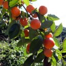 고향내음 이미지