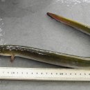 FAR BEYOND THE SSAM | Chef Q&#39;s Definitive Guide to Perfecting 민물장어구이 (Grilled Freshwater Eel)