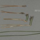 솔잎아래 이미지
